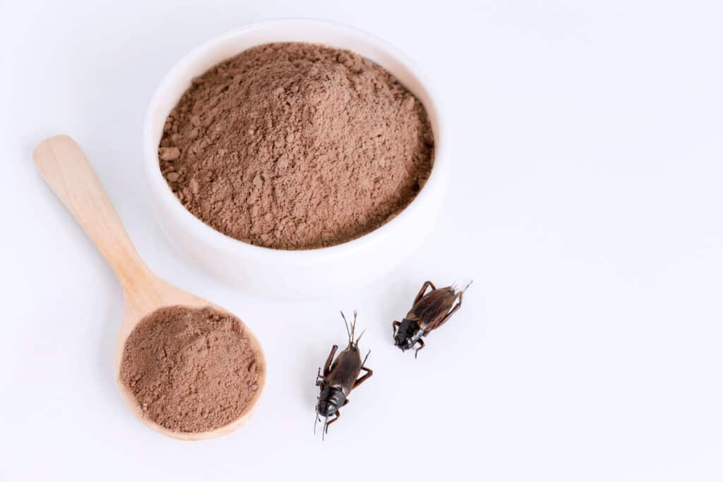 According to Fact.MR, the global cricket protein powder market is poised to surpass $246.98 million by 2034.