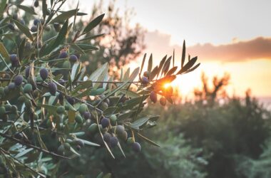 The International Olive Council is placed in a unique position as a forum for authoritative discussion on issues of relevant to the olive industry. Food & Beverage Industry News spoke with them to learn more.