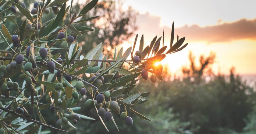The International Olive Council is placed in a unique position as a forum for authoritative discussion on issues of relevant to the olive industry. Food & Beverage Industry News spoke with them to learn more.