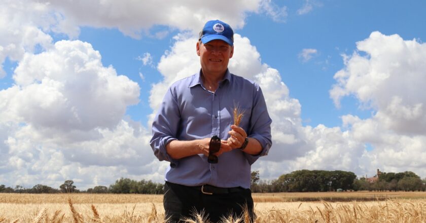 A Grains Research and Development Corporation (GRDC) investment has released outcomes on the most profitable and least risky cropping rotations.