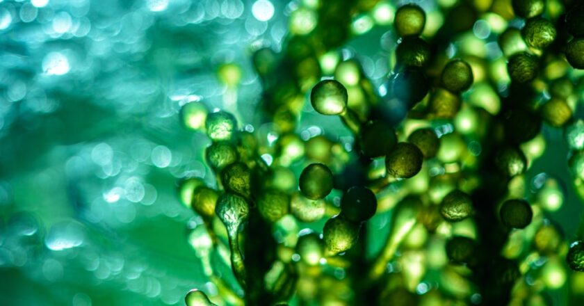 PreScouter, a leading research intelligence firm, has published a new Intelligence Brief that explores the untapped potential of algae in the rapidly evolving plant-based seafood market.